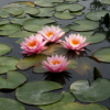 Lotus Flower in Water